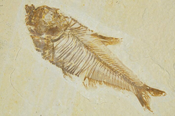 Detailed Fossil Fish (Diplomystus) - Wyoming #320375